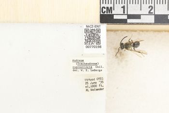 Media type: image;   Entomology 770198 Aspect: Labels